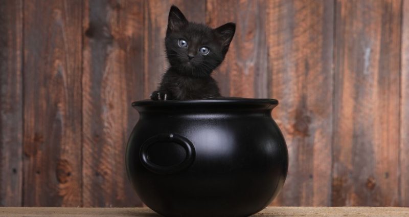 В Іспанії борються з ритуальним насильством над тваринами