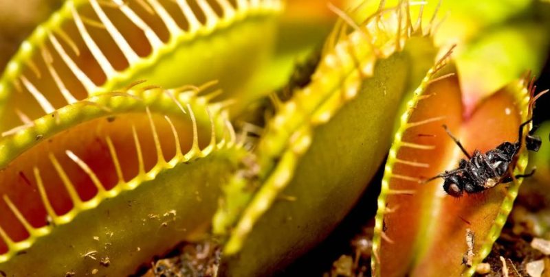 Венерина мухоловка вміє переводити дотик у сигнали — нове дослідження