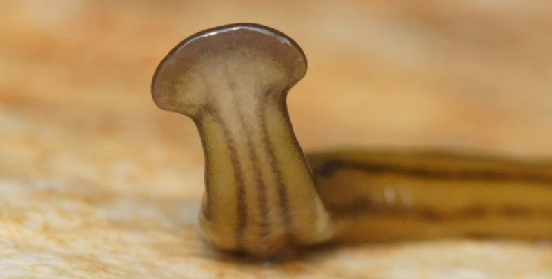 У США поширюється отруйний черв’як, який регенерує після знищення